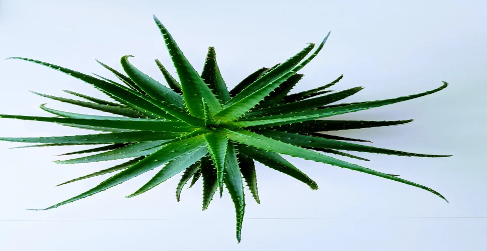 What is the Health Benefit of Aloe Vera? 40 Surprising Uses of Aloe Vera