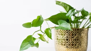 How to Care for Ivy? All About Pothos... Light Requirements, Reproduction, Watering