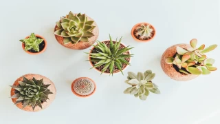 How to Prepare and Amend Cactus and Succulent Soil? Here's What You Need To Know About Cactus and Succulents...
